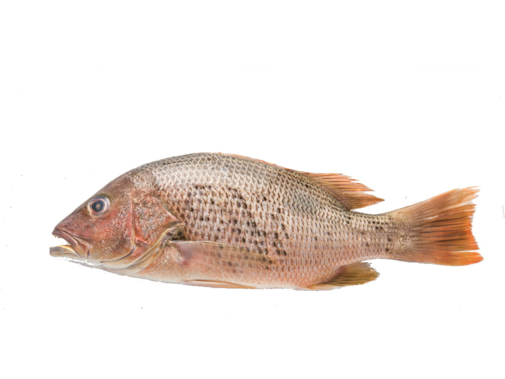 Golden snapper Infinite Ocean